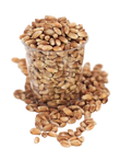 Organic Wheat Grain 5kg (Aconbury Sprouts)