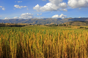 Quinoa in the Mountains