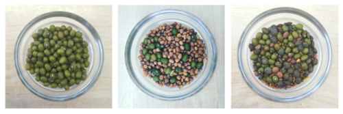 STEP-BY-STEP GUIDE TO SPROUTING