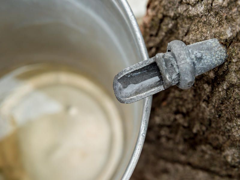 Maple Syrup comes from a tree