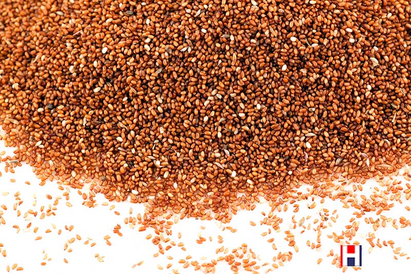 Buy Teff here!