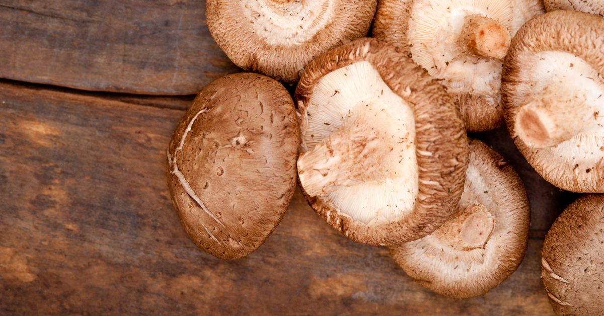 Shiitake