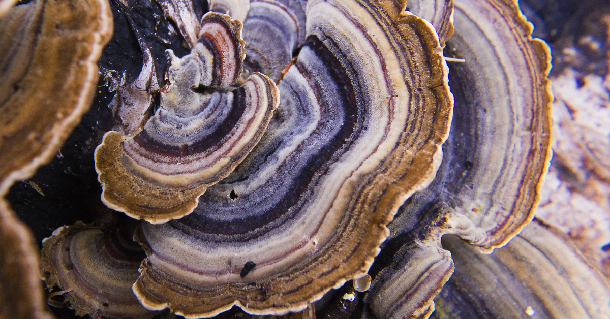 Turkey Tail