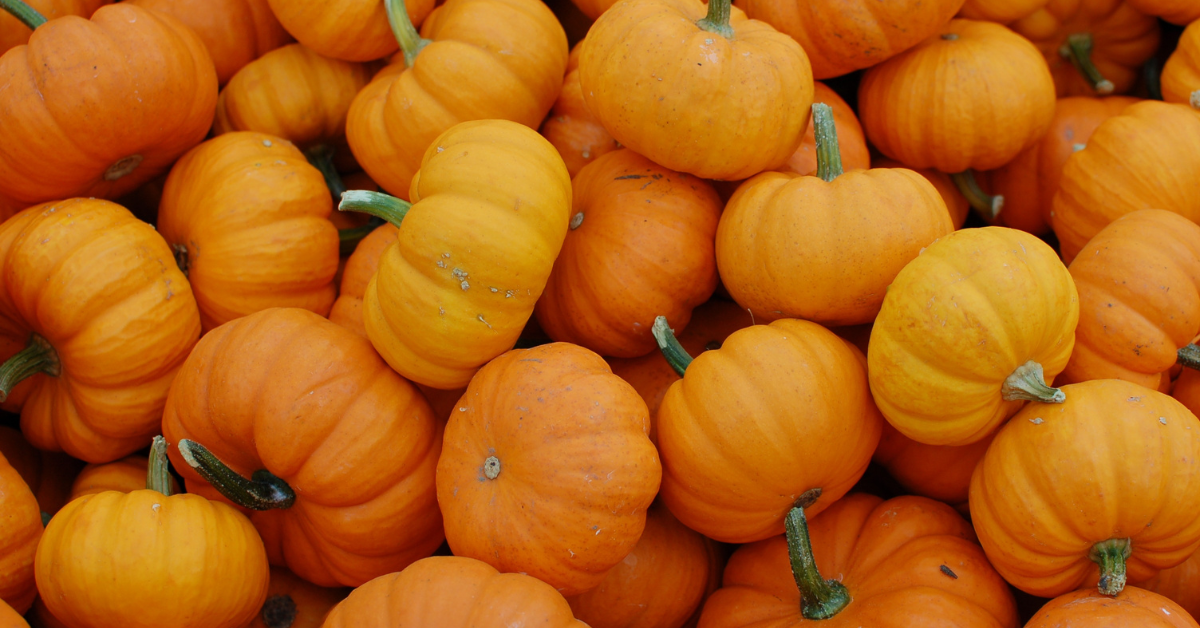 From Patch to Plate: Must-Try Pumpkin Recipes for Fall