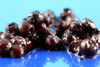 Wild Blueberries 340g (Biona)