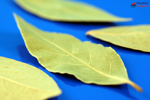 Bay Leaves