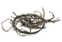 Organic Sea Spaghetti 100g (Sussex Wholefoods)